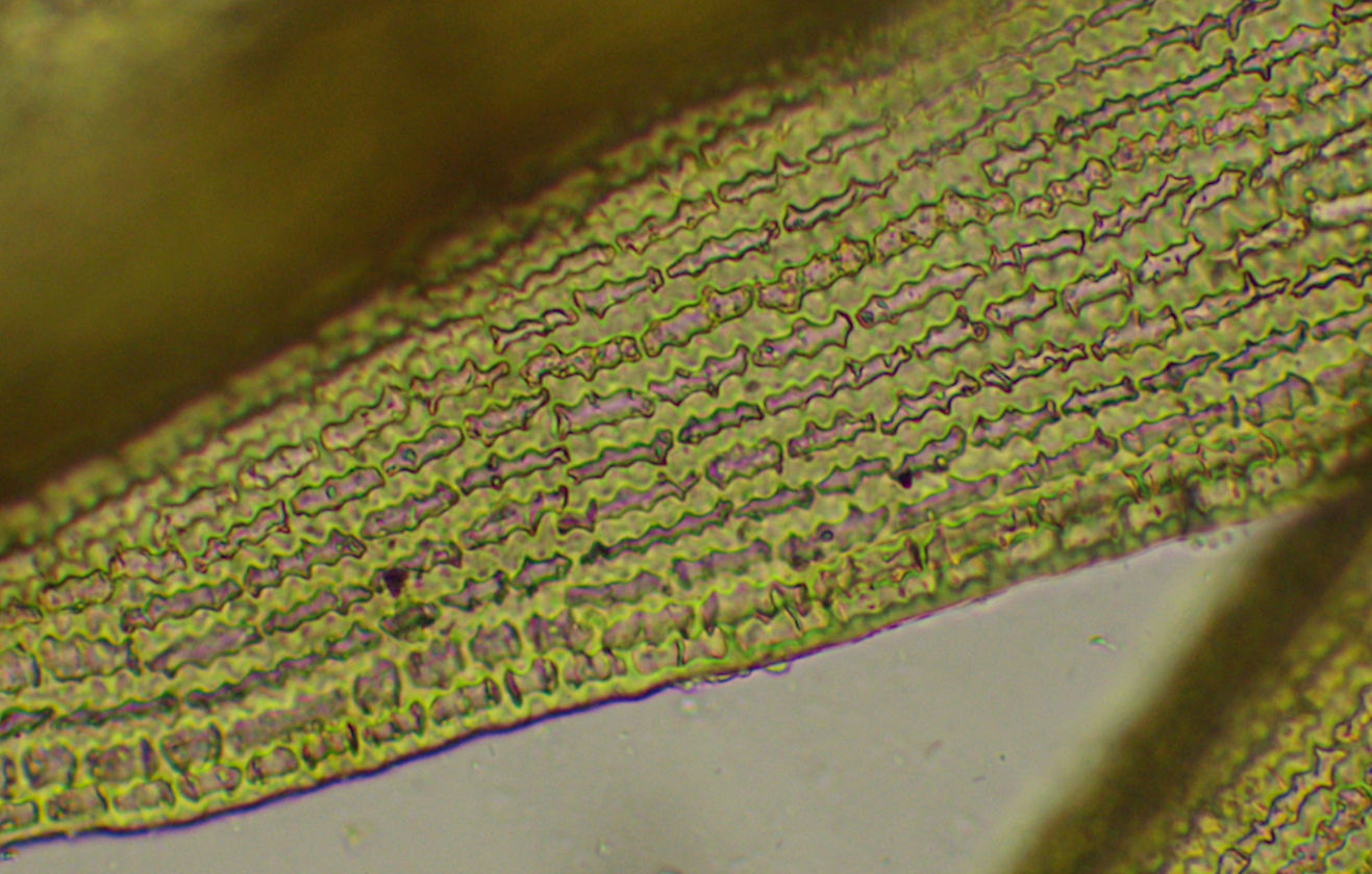 Image of Bucklandiella microcarpa specimen.