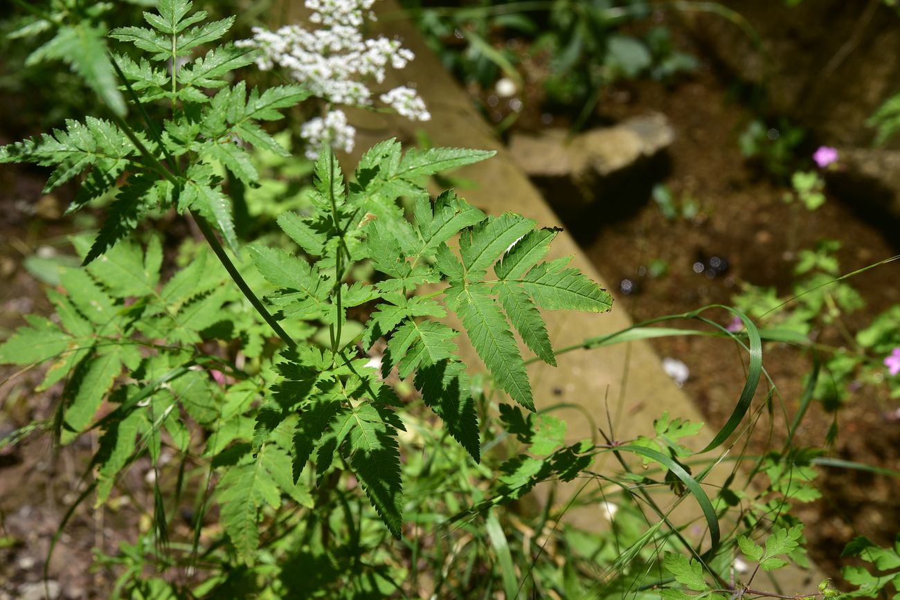 Image of genus Anthriscus specimen.