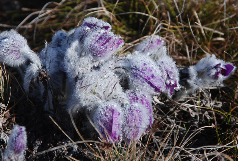 Image of Pulsatilla taurica specimen.