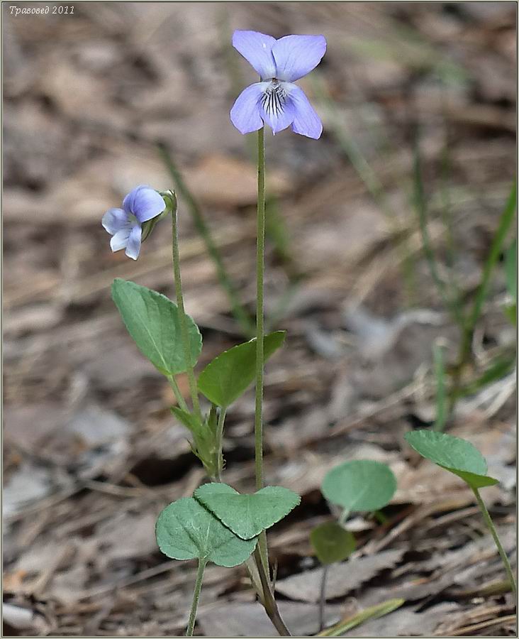 Image of Viola rupestris specimen.