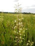 Silene multiflora