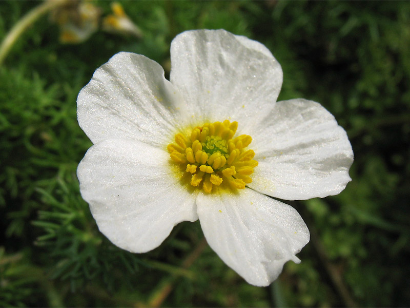 Image of Ranunculus peltatus specimen.