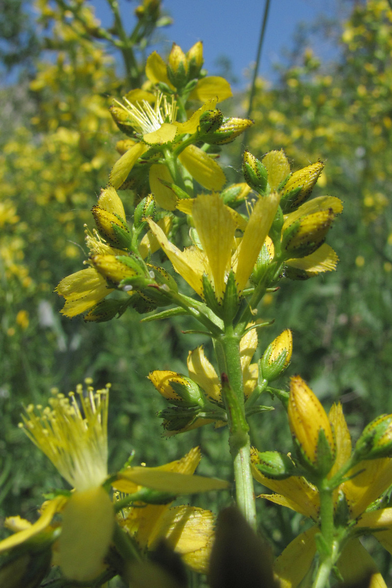 Изображение особи Hypericum lydium.