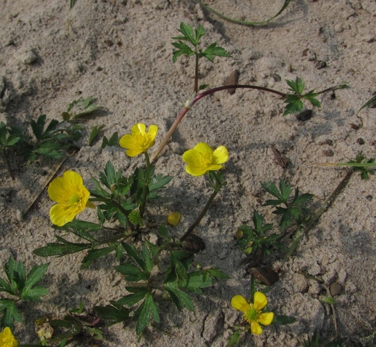 Изображение особи Ranunculus repens.