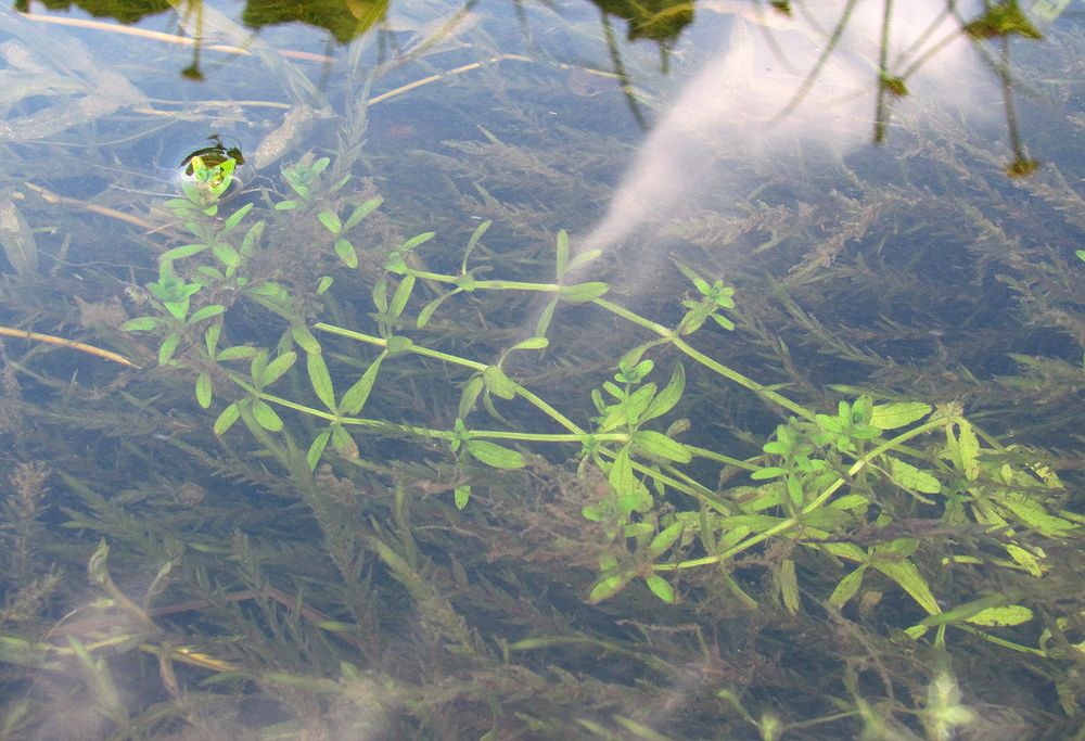 Image of Galium palustre specimen.