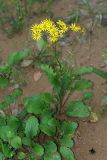 Senecio jacobaea