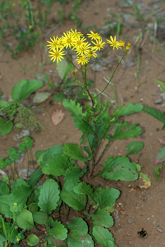 Изображение особи Senecio jacobaea.