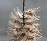 Trifolium angustifolium