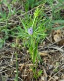 Nigella integrifolia