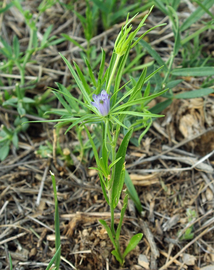 Изображение особи Nigella integrifolia.