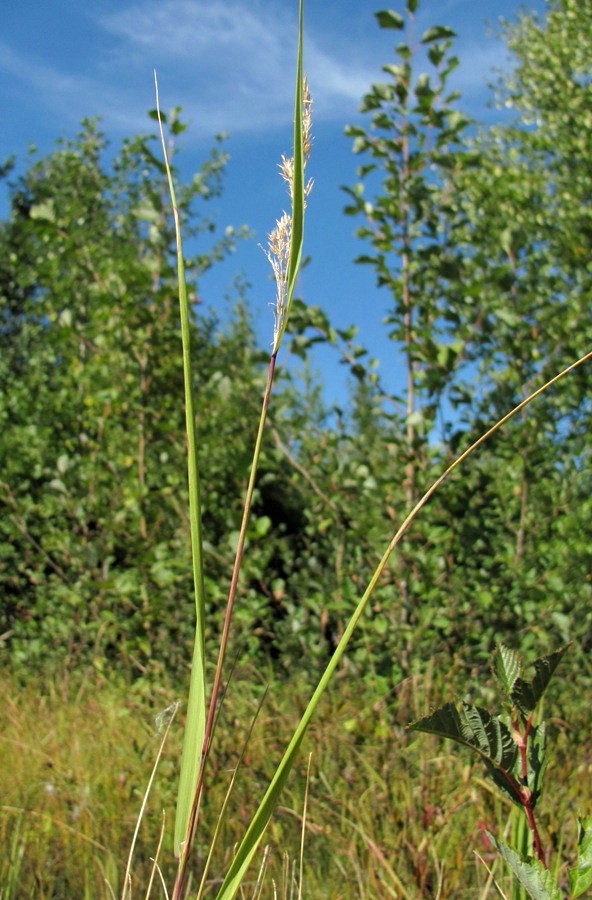 Image of Calamagrostis neglecta specimen.