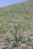 genus Cousinia. Зацветающее растение. Таджикистан, предгорья Гиссарского хр., Северные холмы. 02.05.2011.