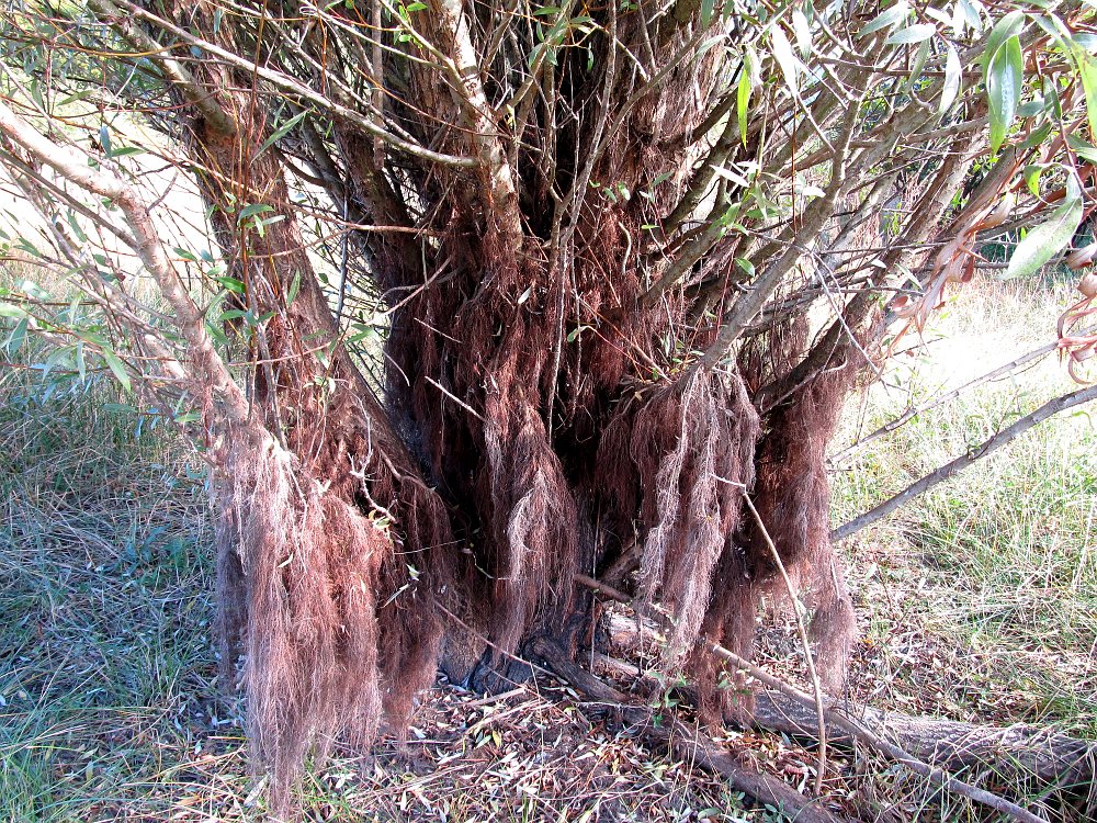 Image of Salix alba specimen.