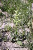 Salvia macrosiphon