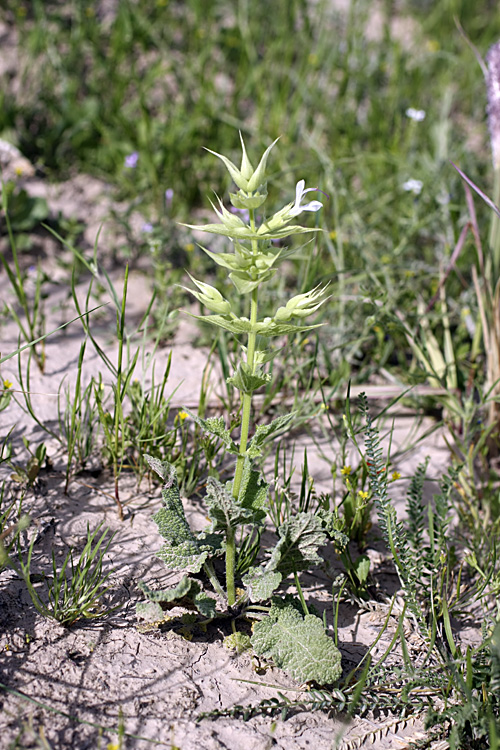 Изображение особи Salvia macrosiphon.