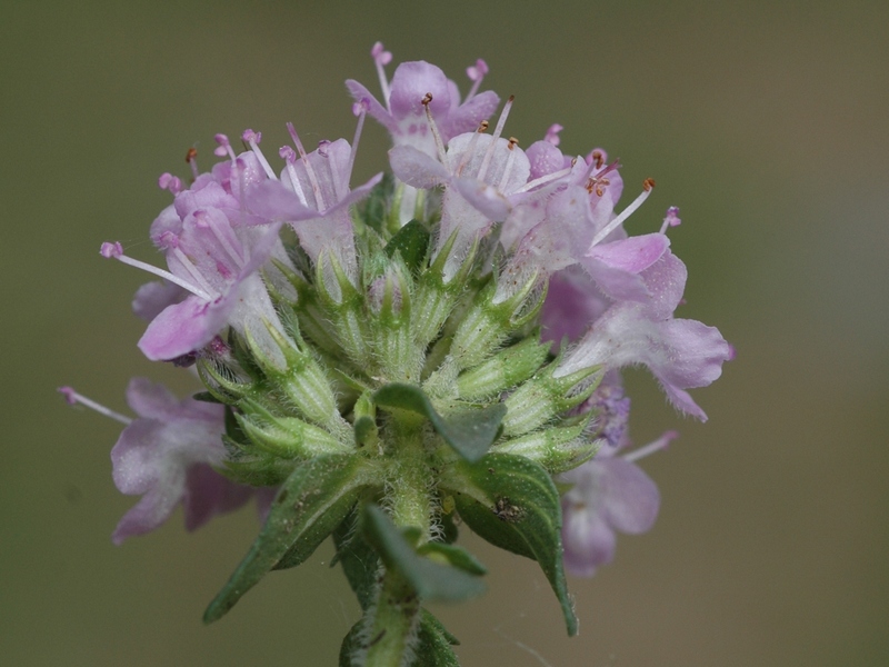 Изображение особи Thymus seravschanicus.