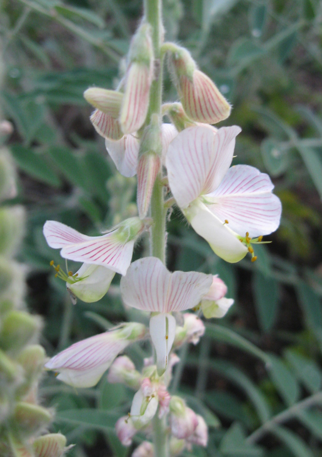 Изображение особи Onobrychis pallasii.