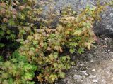 Ribes horridum