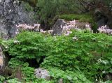 genus Corydalis