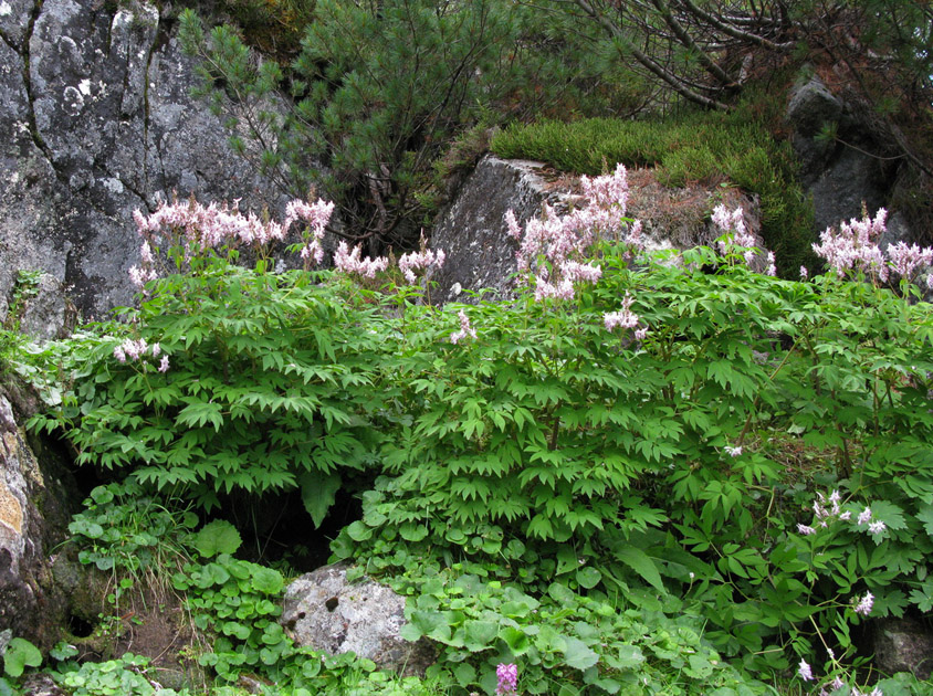 Изображение особи род Corydalis.