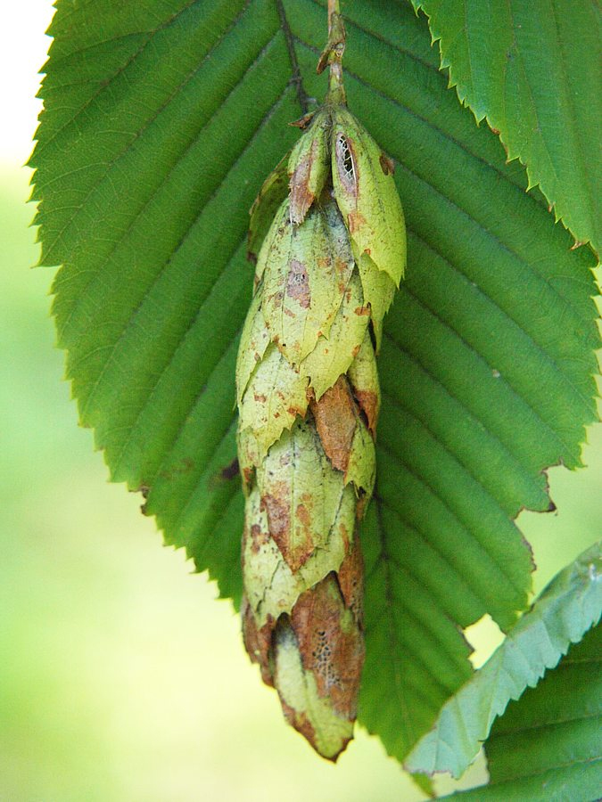 Изображение особи Carpinus cordata.