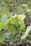 Helleborus caucasicus