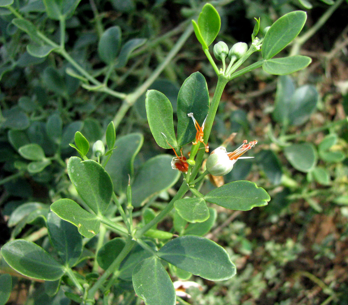 Image of Zygophyllum fabago specimen.