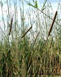 Typha austro-orientalis. Верхушки растений с соцветиями среди объеденного саранчой тростника. Астраханская обл., Икрянинский р-н, с. Озерное, берег ерика Кукшин. 16.08.2011.