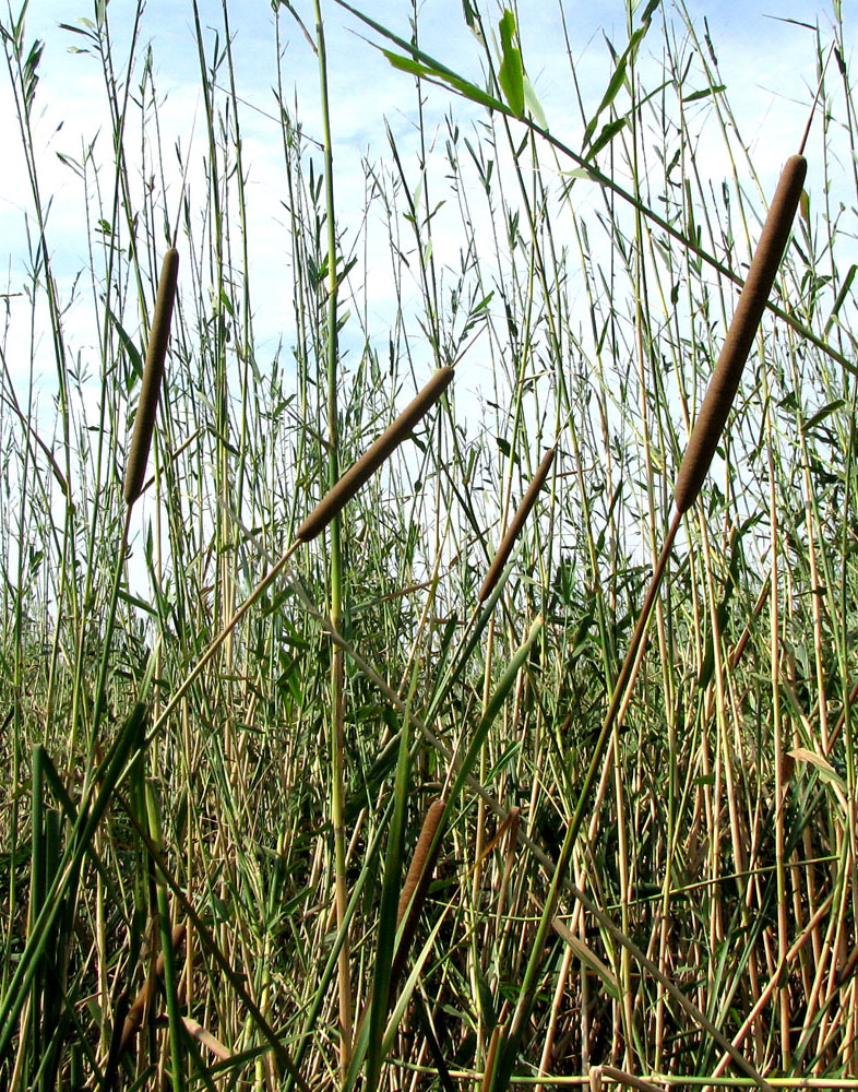 Image of Typha austro-orientalis specimen.