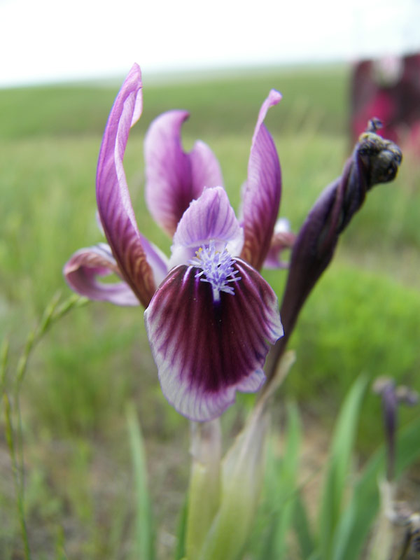 Image of Iris scariosa specimen.