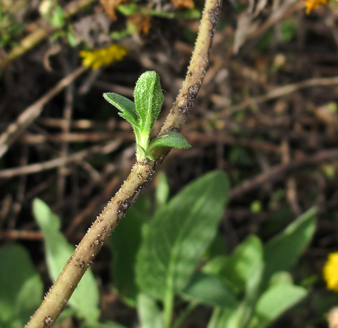 Image of Heterotheca subaxillaris specimen.
