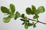 Euonymus europaeus. Верхушка веточки с молодыми побегами и бутонами. Германия, г. Кемпен, в культуре. 27.04.2012.