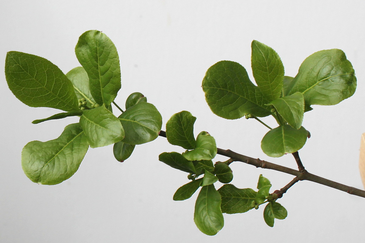 Image of Euonymus europaeus specimen.