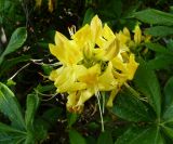 Rhododendron luteum