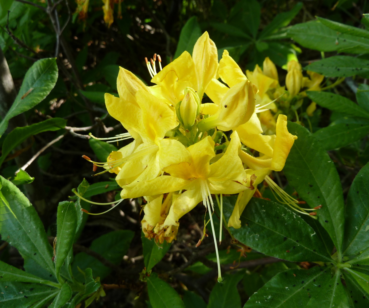 Image of Rhododendron luteum specimen.