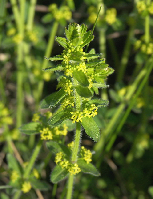 Image of Cruciata laevipes specimen.