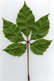 Parthenocissus quinquefolia