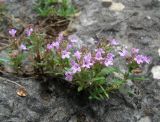 Thymus roegneri