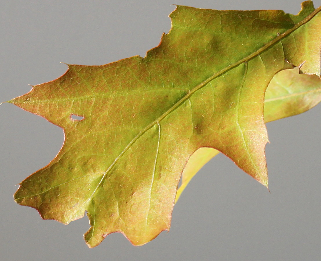 Изображение особи Quercus palustris.