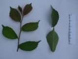 Ulmus glabra