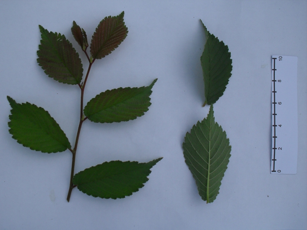 Image of Ulmus glabra specimen.