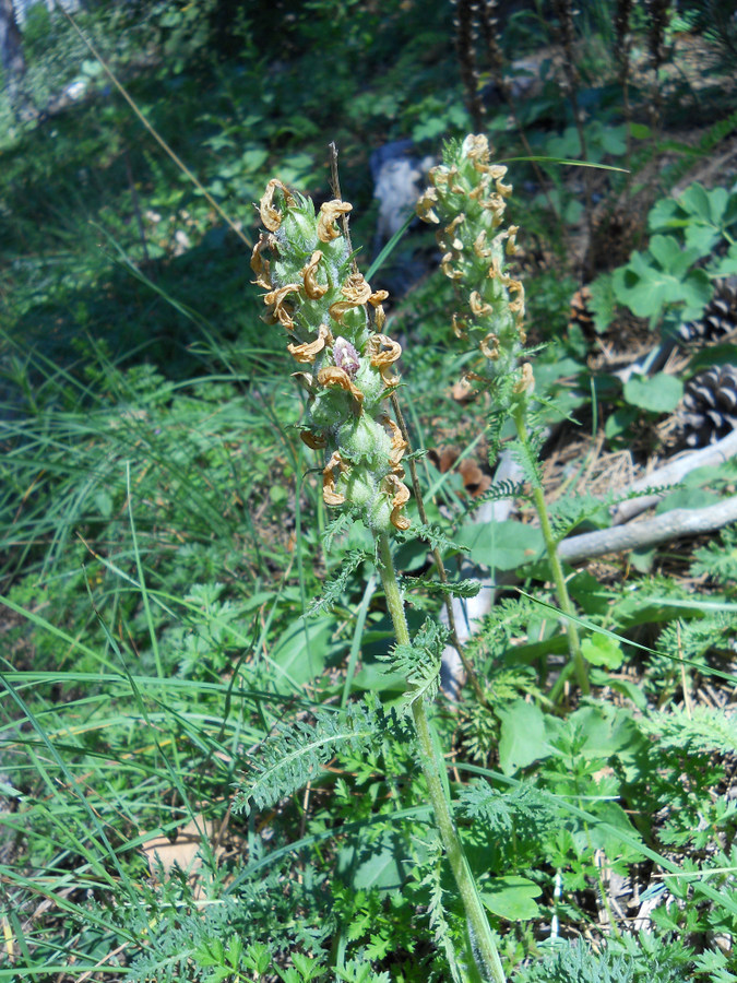 Изображение особи Pedicularis sibthorpii.