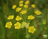 Bupleurum longifolium подвид aureum. Соцветие. Башкирия, Белорецкий р-н, Южно-Уральский заповедник. 14.07.2008.