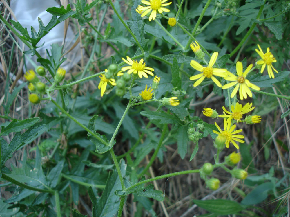 Изображение особи Senecio grandidentatus.