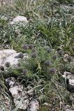 Bungea vesiculifera