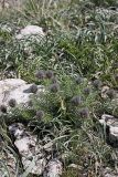 Bungea vesiculifera. Цветущие растения. Южный Казахстан, горы Каракус; высота 960 м н.у.м. 20.04.2012.