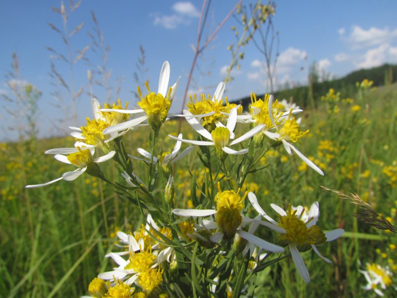 Image of Galatella biflora specimen.