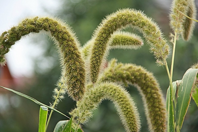 Image of Setaria italica specimen.