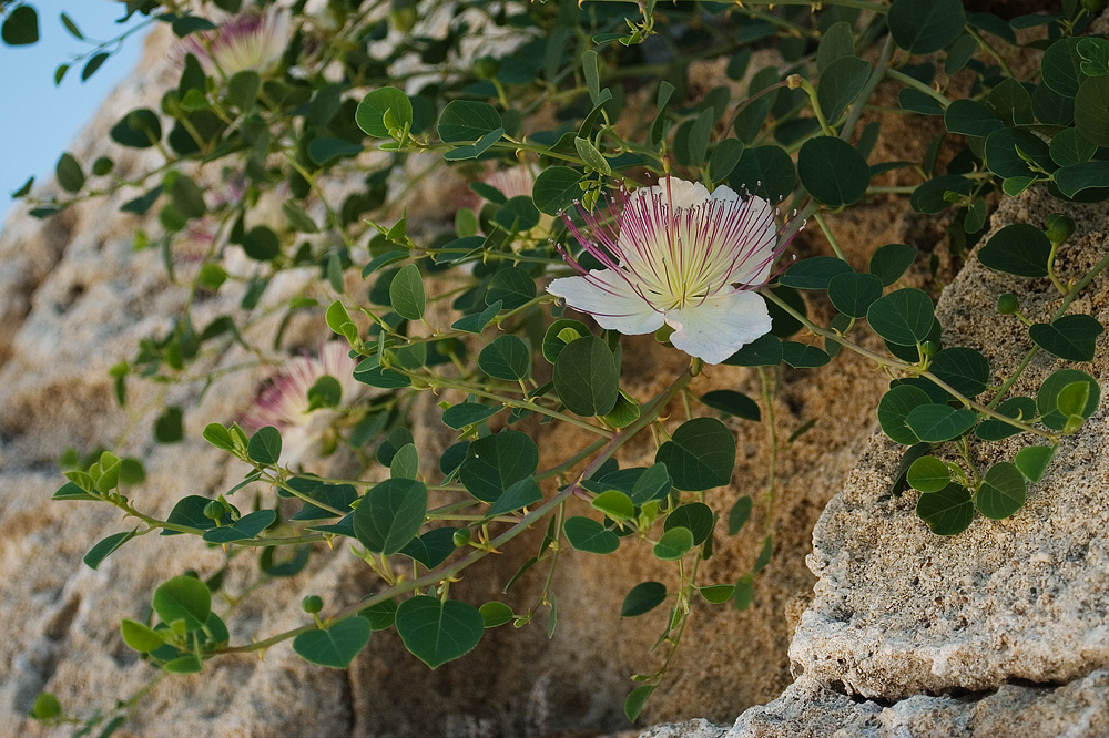 Изображение особи Capparis sicula.