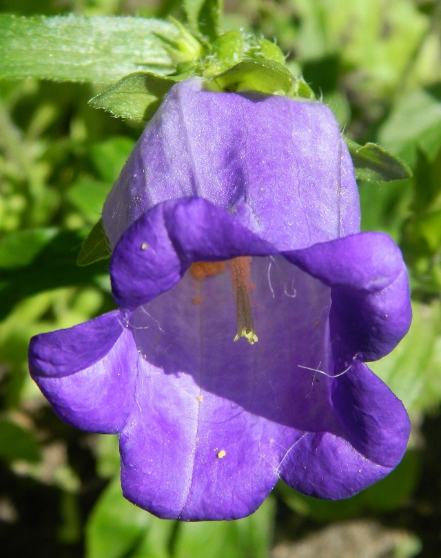 Image of Campanula medium specimen.